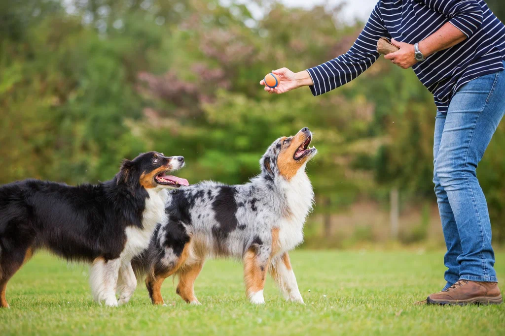 Choosing a Dog Trainer North Scottsdale AZ